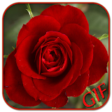 GIF Rose Collection icon