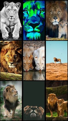 Lion Wallpaperのおすすめ画像1