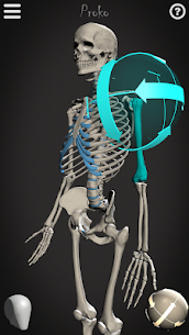 Skelly: Poseable Anatomy Model 1