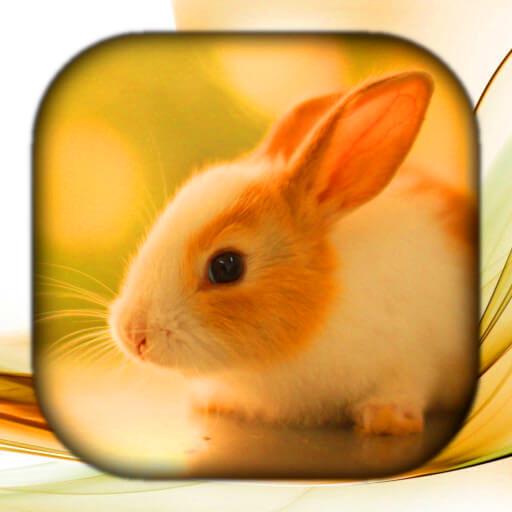 Rabbit Wallpaper Live HD/3D/4K logo