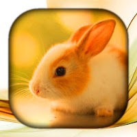 Rabbit Live Wallpaper | Обои К