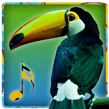 Bird Sounds - Ringtones icon