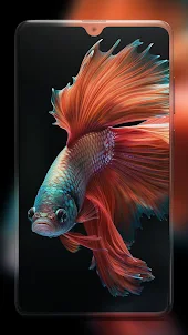Betta Fish Wallpapers HD