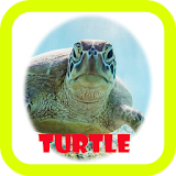 Turtle wallpaper icon