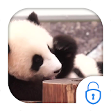 Cute Panda Locker Live Theme icon