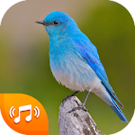 Cover Image of Unduh Bird Sounds - Bird Ringtones 2020 5.0 APK