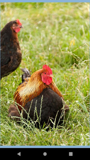 Rooster Photo wall Screen 3