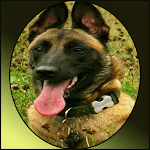 Cover Image of Download strong malinois wallpapers  APK