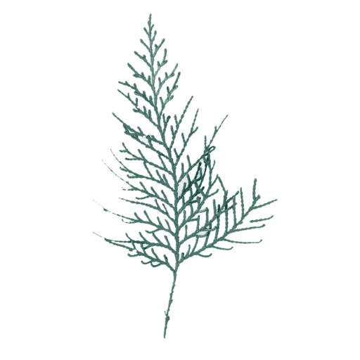 Light Wood | Полтава logo