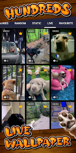 labrador wallpaper Screen 3