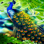 Peacock Beauty Live Wallpaper