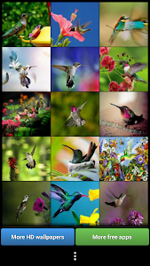 Hummingbirds HD Wallpaper Unknown