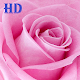 Rose HD Wallpapers Download on Windows
