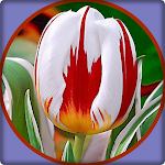 Cover Image of डाउनलोड Tulip Wallpapers 1.0.0 APK