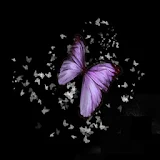3D Butterfly 28 icon