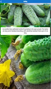 Types of Cucumbers