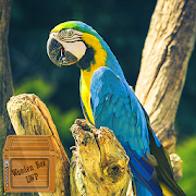macaw bird wallpaper - colorful birds wallpaper