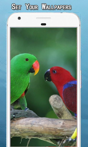 Birds Wallpapers Hd Screen 2