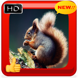 Squirrel Photo Frames icon