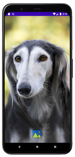 Fondos de Pantalla de Perros G