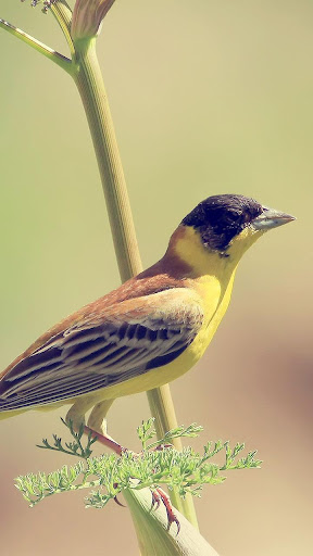 Android application Bird Live Wallpaper screenshort