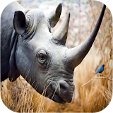 Rhino sounds icon