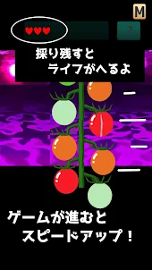 ミニトマト収穫祭/Mini TOMATO Harvest f