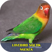 Lovebird Ngetik Ngekek Offline