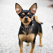 Chihuahua Dogs Wallpapers  Icon