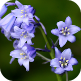 Bluebell flower Live Wallpaper icon