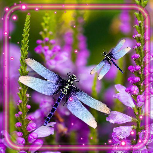 Dragonfly Live Wallpaper  Icon