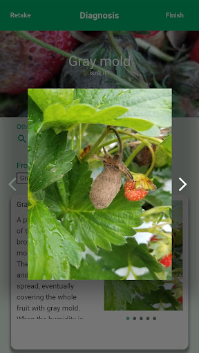 SCIBAI, Diag. & SNS for veggie Screen 2