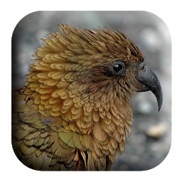 Icon image New Zealand Bird Sounds