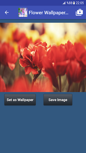 Flower Wallpapers