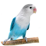 Lovebird Pastel Biru Masteran icon