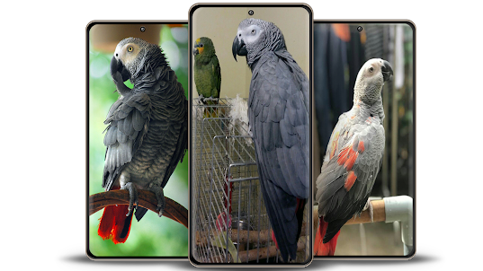 African Gray Parrot Wallpapers