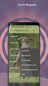 Hoopoe Bird Song