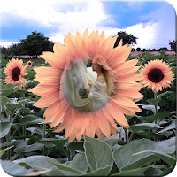 Sunflower Photo Frames- Best S