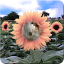 Sunflower Photo Frames- Best Sunflower Frames