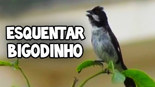 Canto de Bigodinho Screen 2
