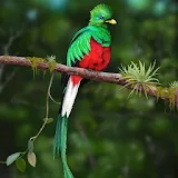 Quetzal Wallpapers icon