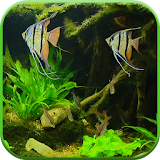 Fish Tank HD Live Wallpaper icon
