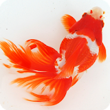 Japanese goldfish icon