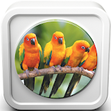 Lovebird Sounds Therapy icon