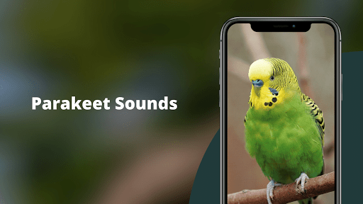 Android application Parakeet Sounds screenshort