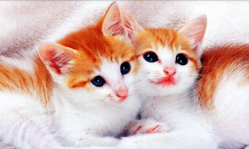 Puzzle Cute Cats - Tile Puzzle