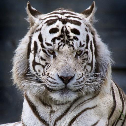 Tiger 3D Live Wallpeper