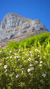 Mountain Flora Wallpaper