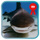 Underwater White Shark LiveWP icon