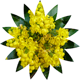 Oregon Wildflower Search icon